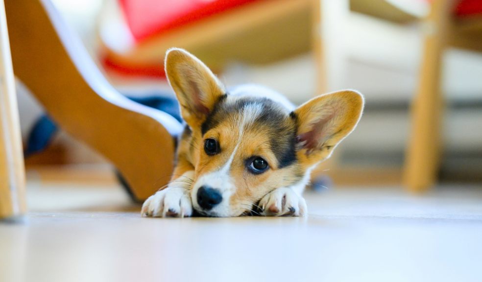 An anxious dog hiding near furniture