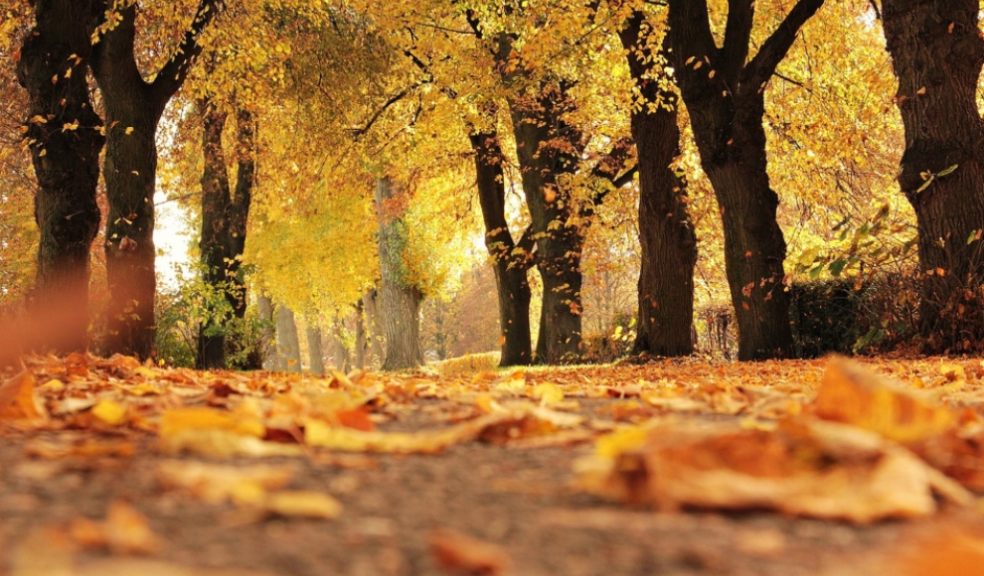 Dog owners are being urged to stay vigilant on autumn walks Dog owners are being urged to stay vigilant on autumn walks