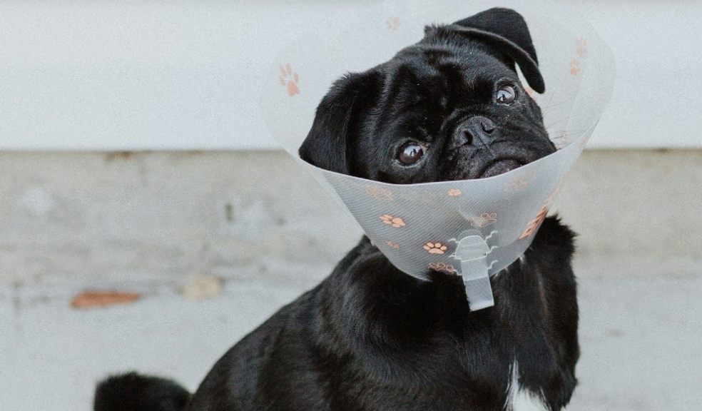 Pet owners have been hit in the pocket 
