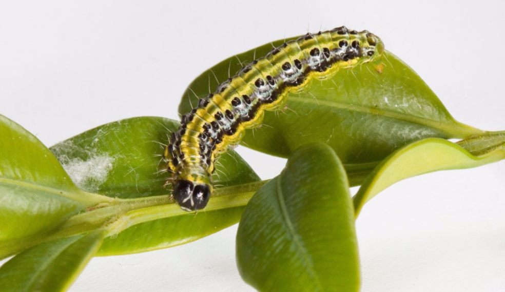 Boxtree-caterpillar-RHS-gardens-pest-critter