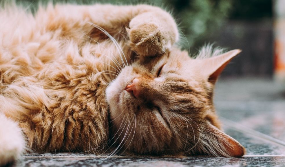 Eight mistakes most commonly made by new cat owners