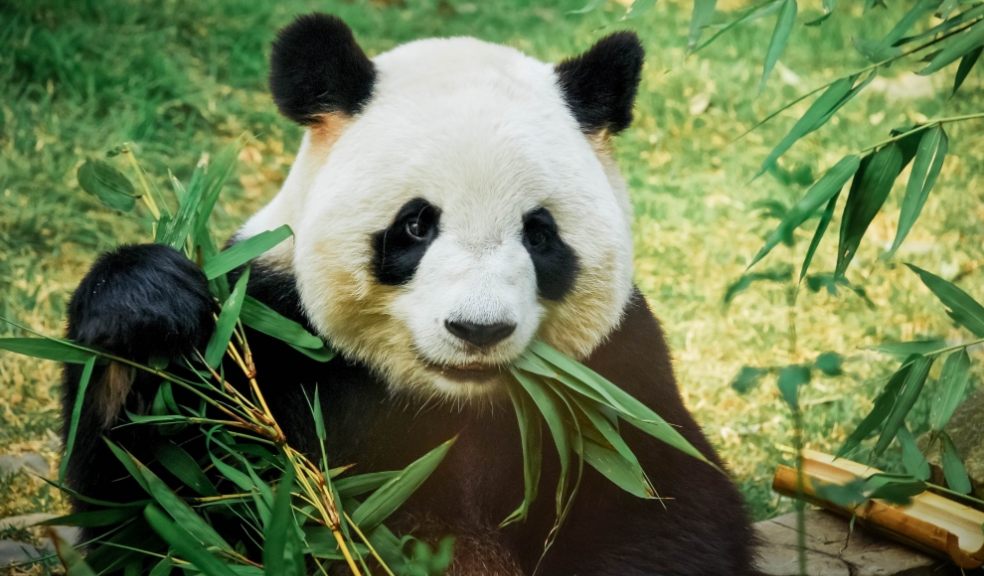 Cute panda eating bamboo on Zoocam