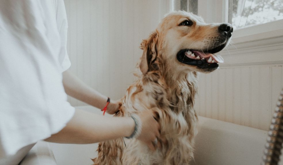 It was revealed that most dog owners bathe or shower their dogs at home once a month