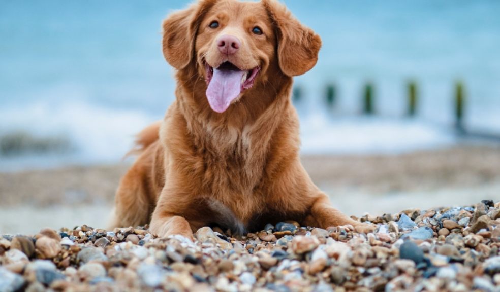 In its debut year Canine Critics received just over 7,000 applications In its debut year Canine Critics received just over 7,000 applications