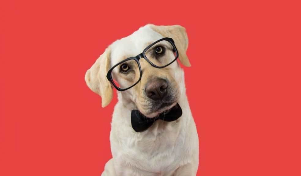 Dog wearing glasses