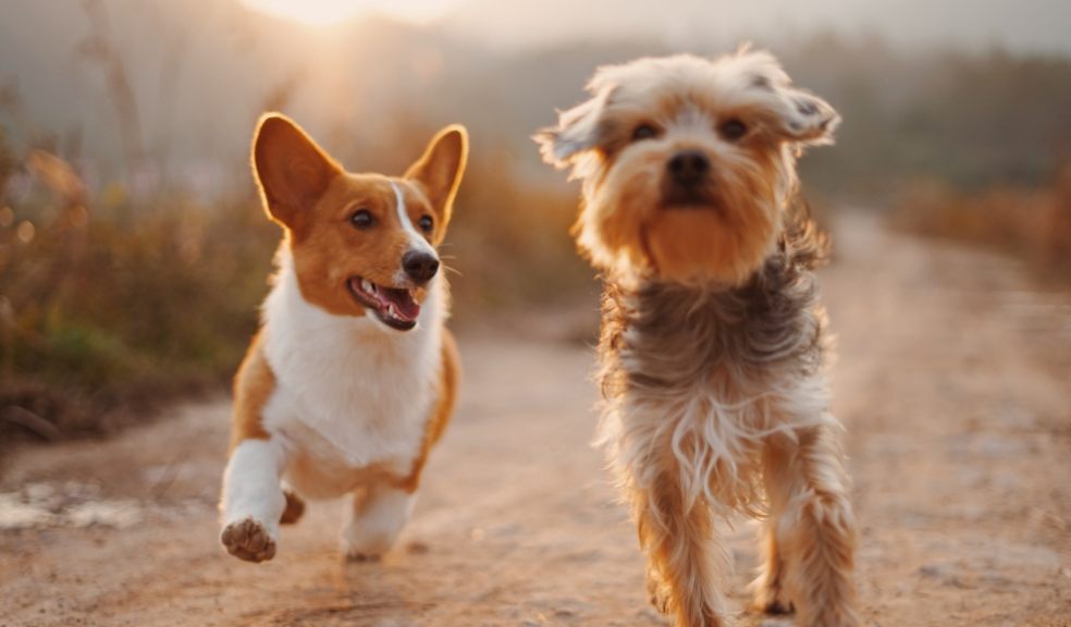 The reactions dogs have to allergens can differ slightly from those experienced in humans