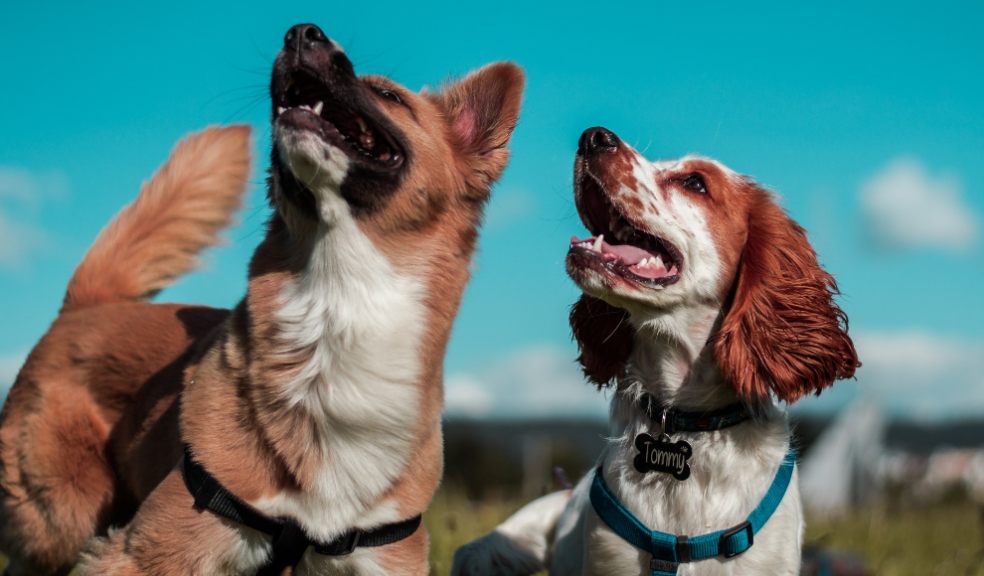 Dog-friendly staycations in UK Dog-friendly staycations in UK