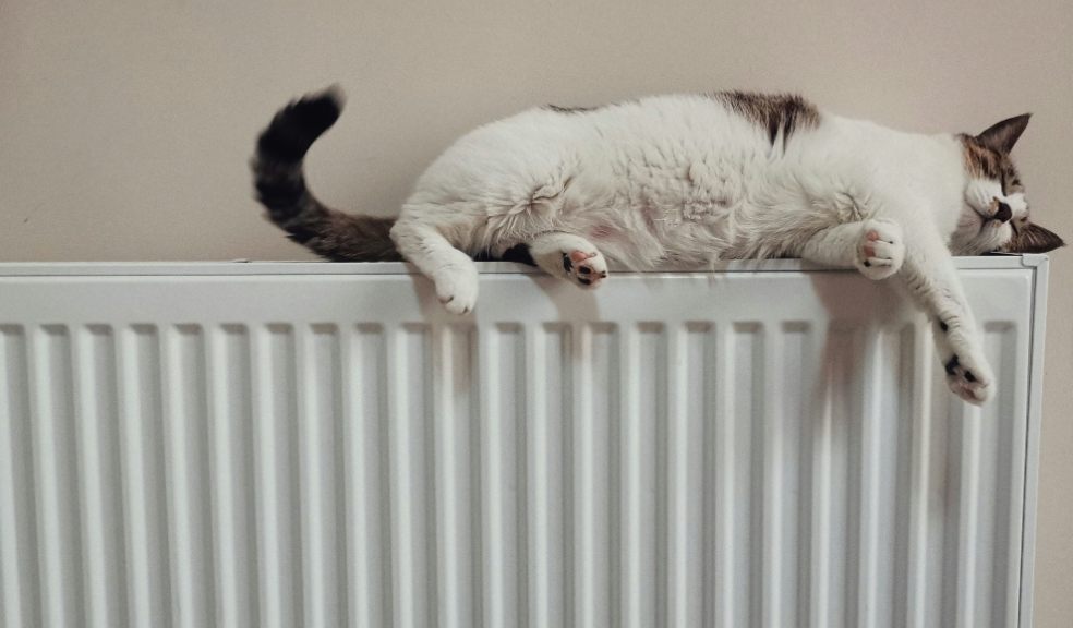 A cat on a household radiator