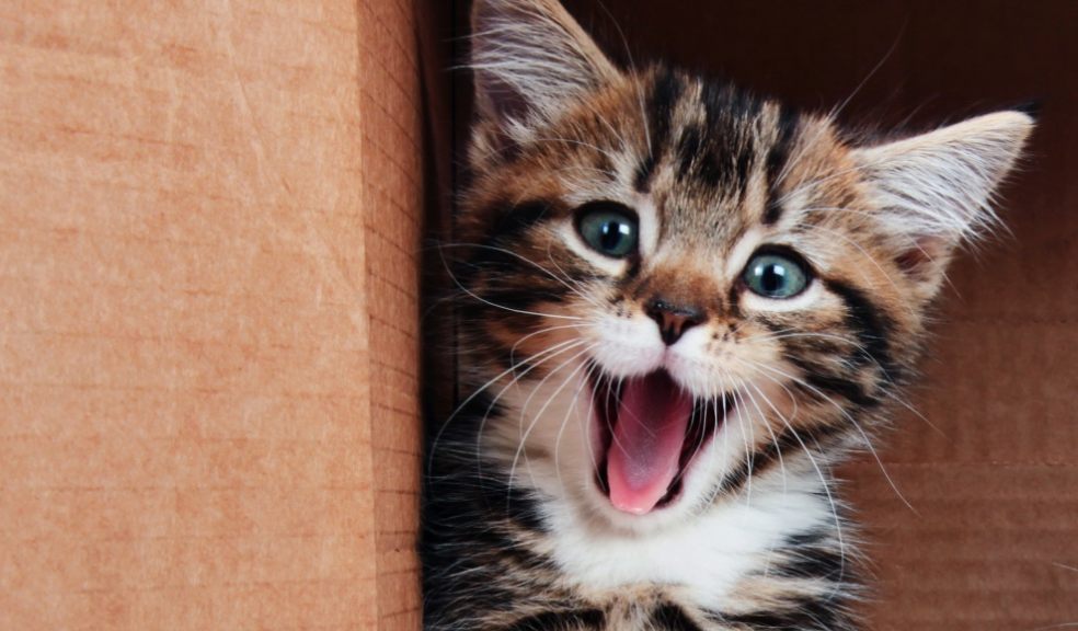 How much do you really know about cats? (iStock/PA)