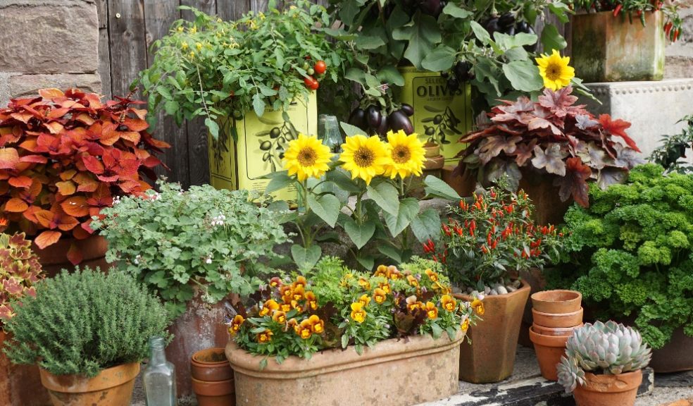 Flowers and veg in pots