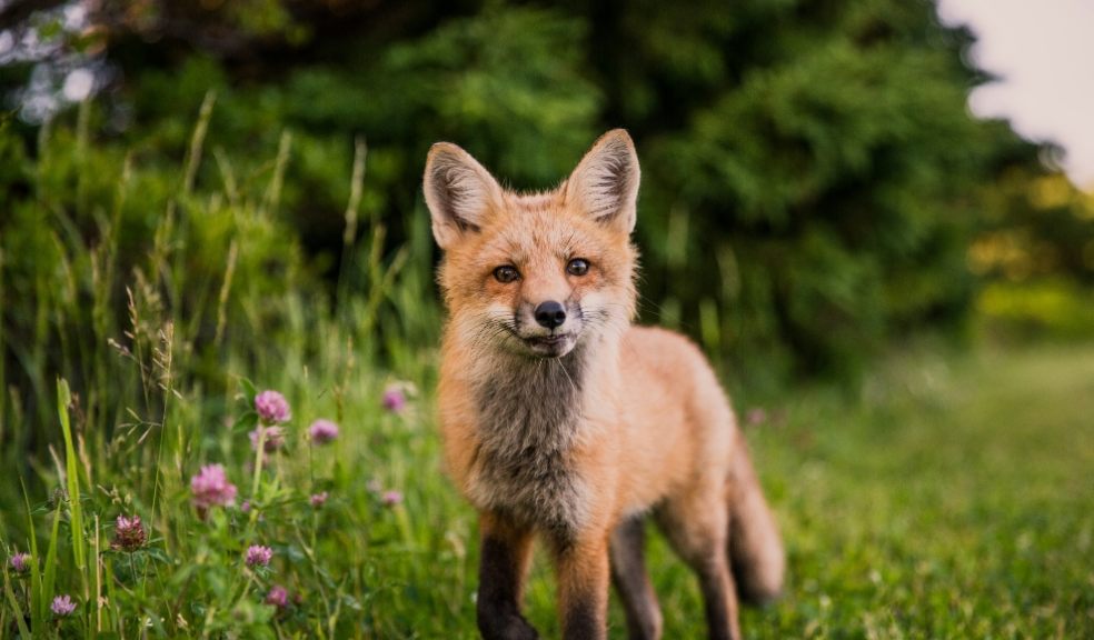 Fox in the countryside