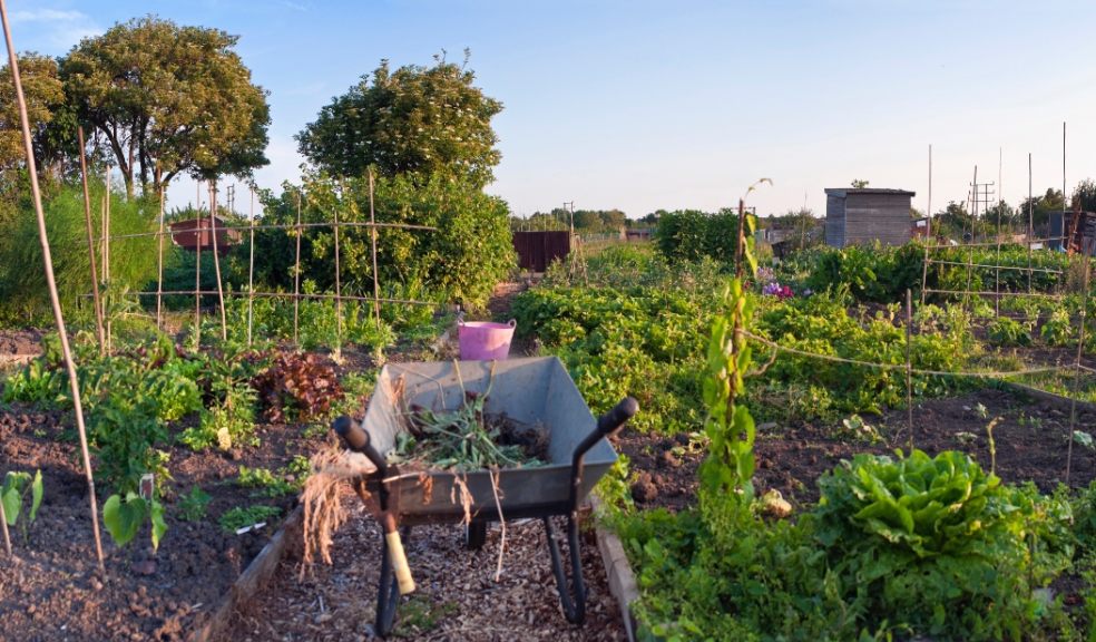 Fruit and veg allotment