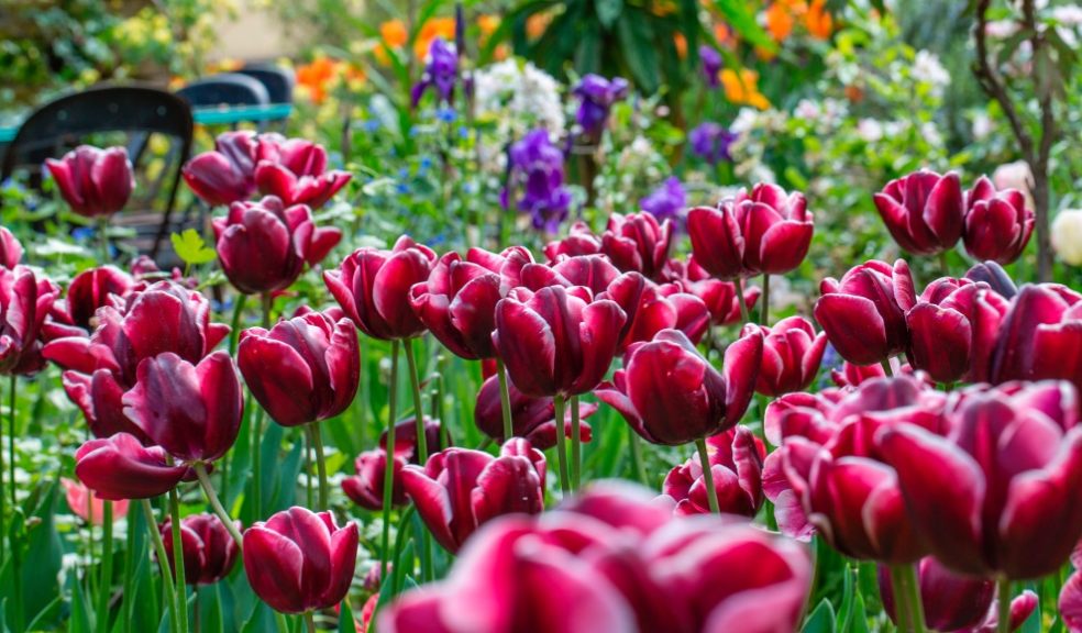 Garden flowers blooming