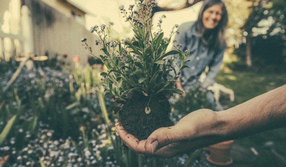 Winter gardening is becoming more popular