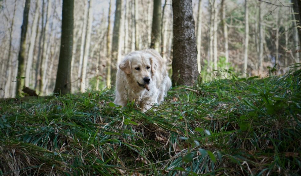 Beware of dangers to your pets in Autumn