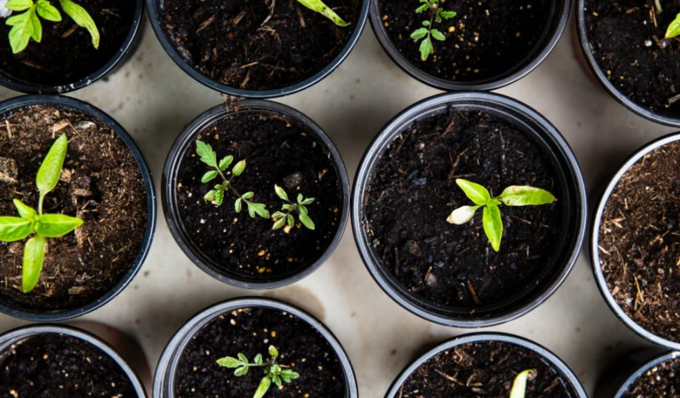 The National Trust is launching a new ‘grow-along’ 