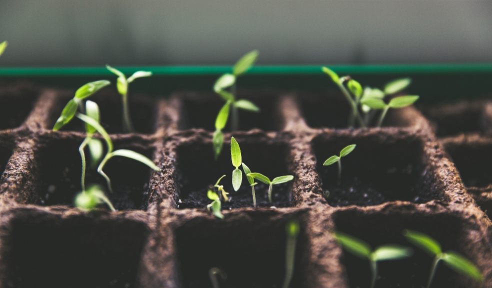 Lockdown saw an increase in seed sales