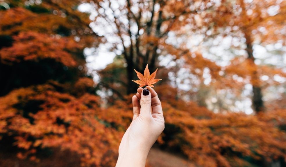 Looking after your garden in Autumn