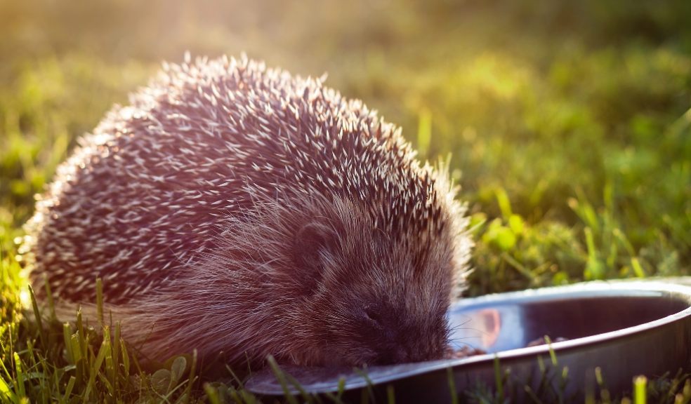 Hedgehogs were recently listed as ‘vulnerable to extinction’ 