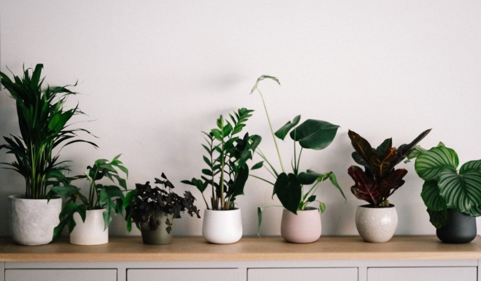 Caring for your house plants this winter