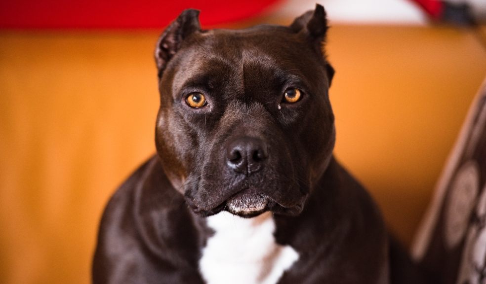 The UK’s most Googled legal question is whether pitbulls are illegal