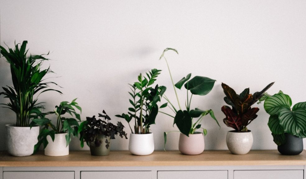 Research by NASA has found that indoor plants can remove 87% of air toxins in just 24 hours