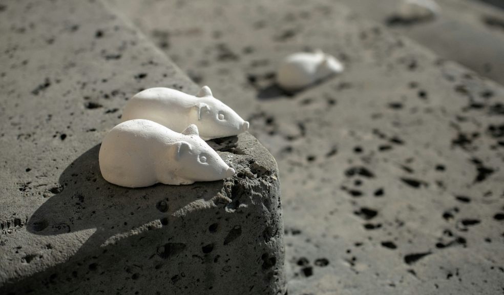 A picture showing pot mice on concrete steps