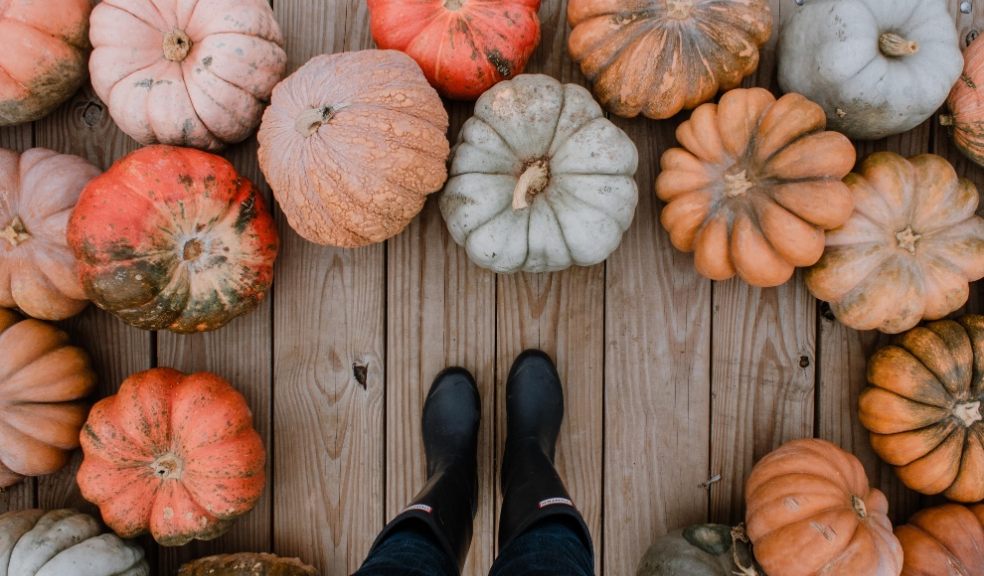 12.6 million pumpkin carcasses will be heading for landfill 