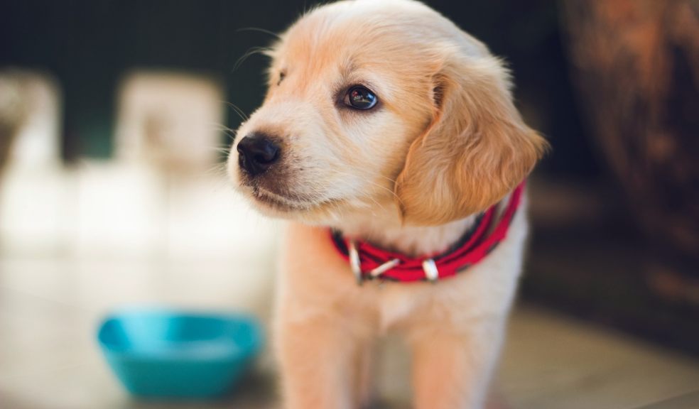 Study by RVC into puppy buying experiences
