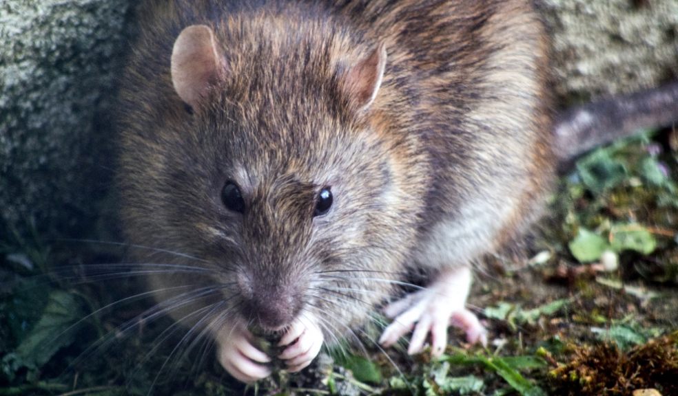 Rats have enjoyed a bumper year breeding like crazy during lockdown