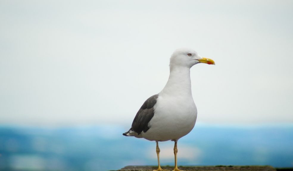 Refuse collectors across the UK are reporting being dive-bombed by starving gulls