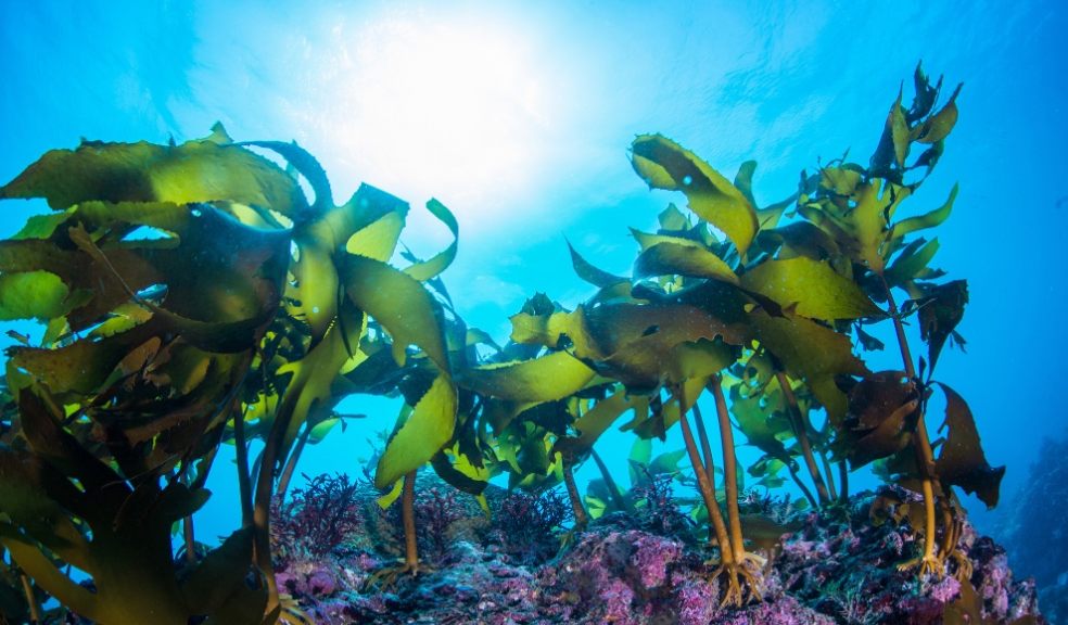 Seaweed underwater