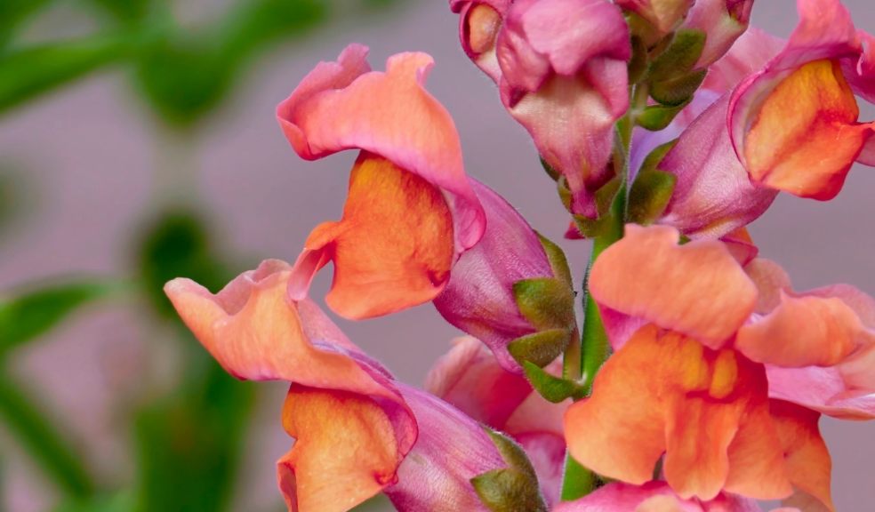 Snapdragons are fun for kids Snapdragons