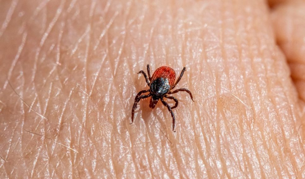 Tick season is upon us A tick on someone's hand