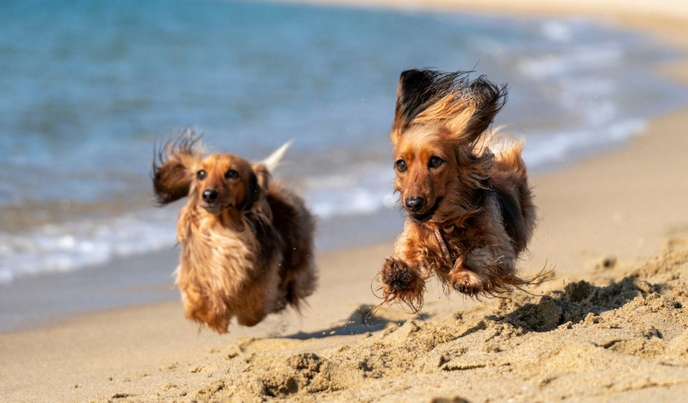 Dog- friendly beaches in the UK revealed after analysing Google ratings and reviews for 151 beaches 