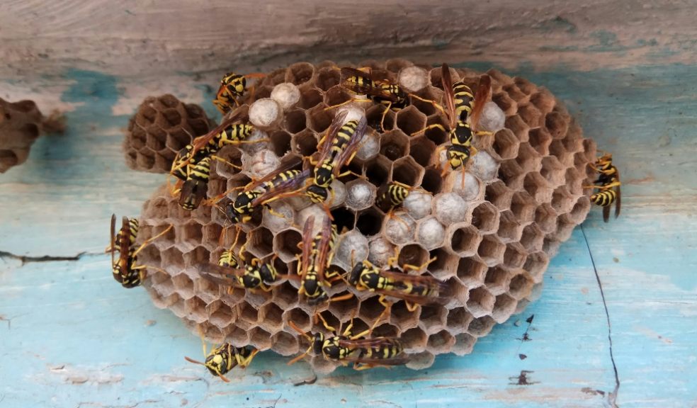 At this time of year, wasps will be looking for somewhere to nest A wasps nest being built