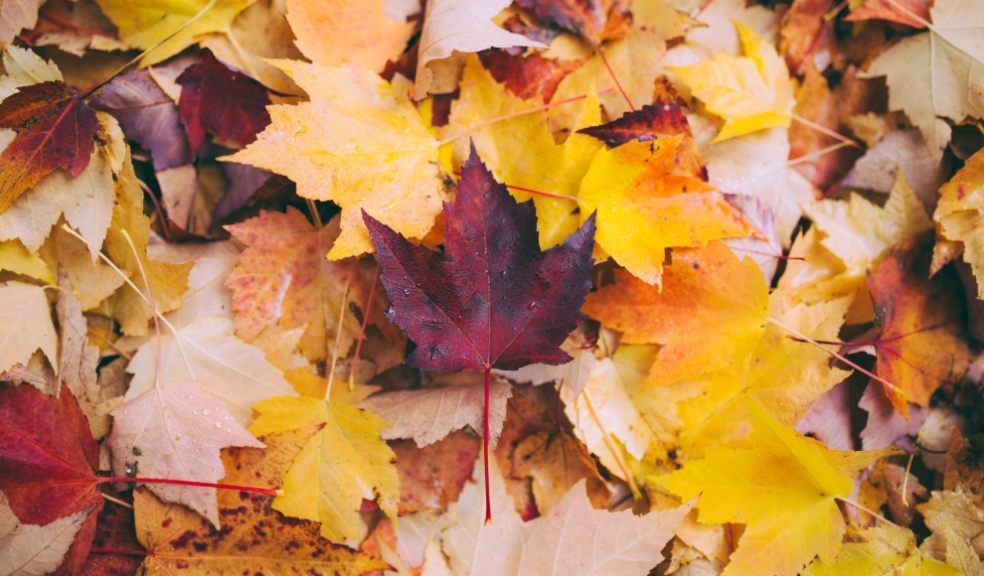 here are many ways you can put your leaves to good use both in and outside of your home
