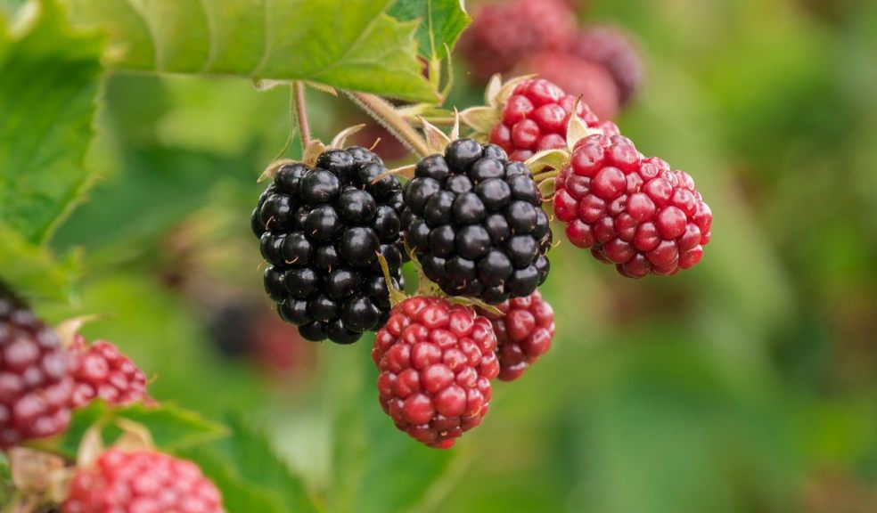 blackberries, fruit, bush