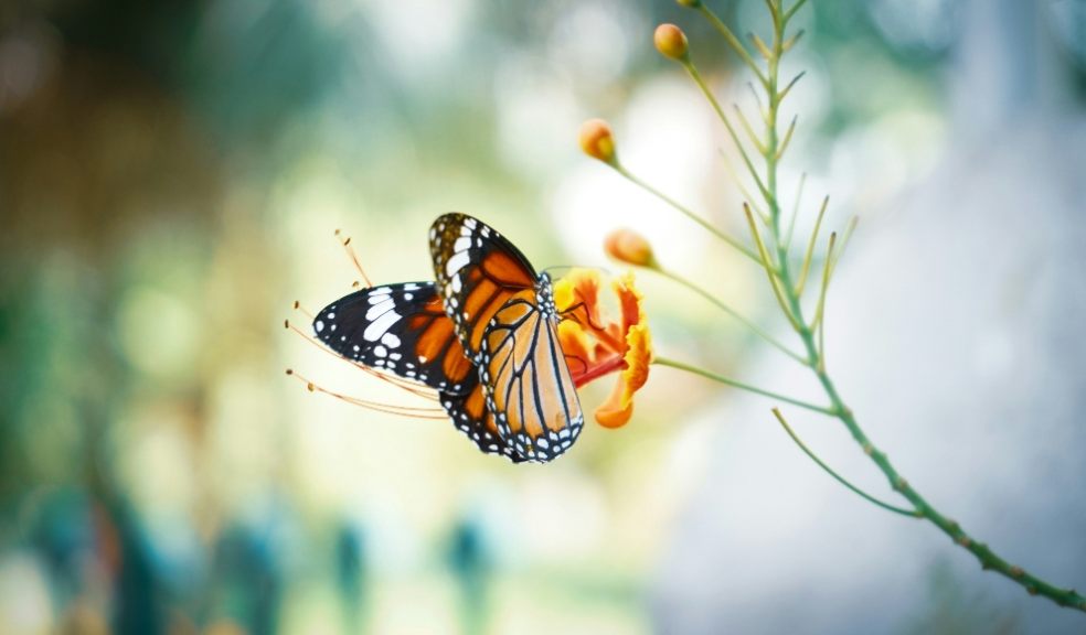 Reduce stress by counting butterflies