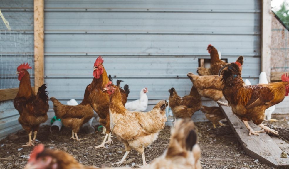 Top five tips to keep your girls happy and the egg supply regular Top five tips to keep your girls happy and the egg supply regular