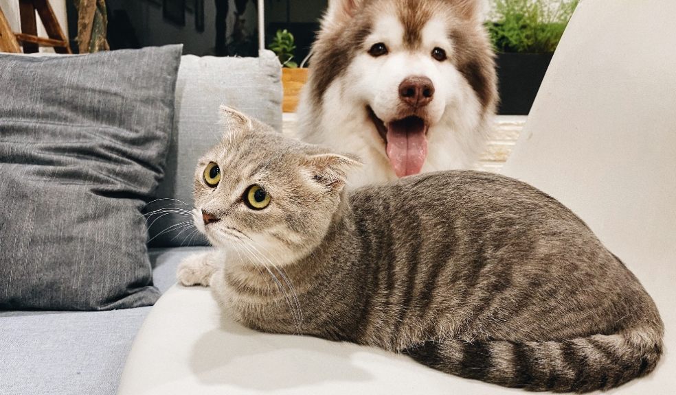 dog and cat on sofa