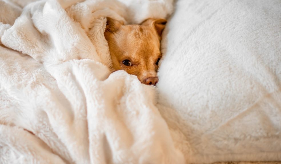 Almost half of UK dog owners go to sleep at night with their dog in the bed