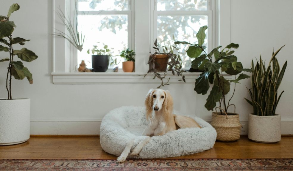 Dog owners are being advised on how to pick the best bedding Dog owners are being advised on how to pick the best bedding