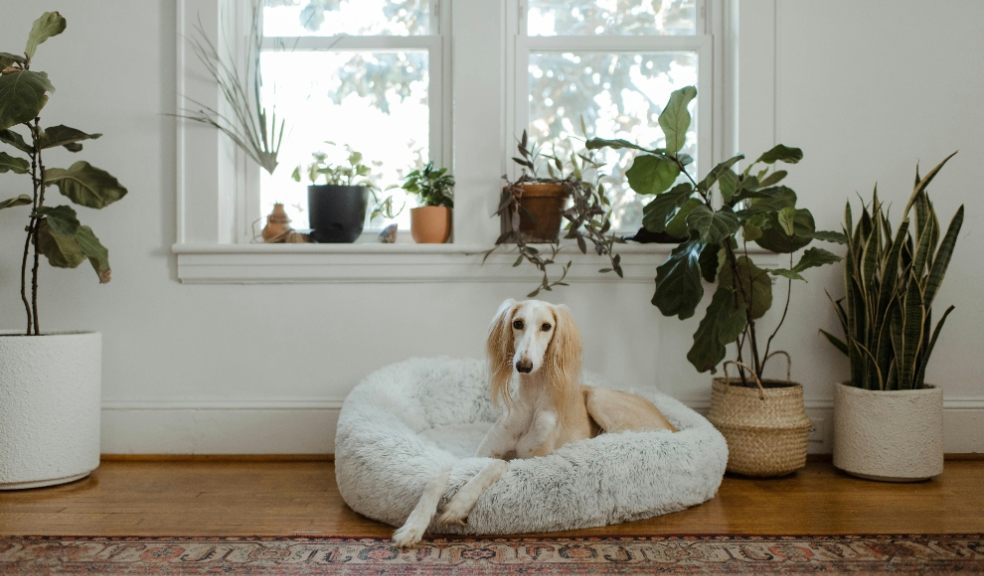 Dog owners are being advised on how to pick the best bedding