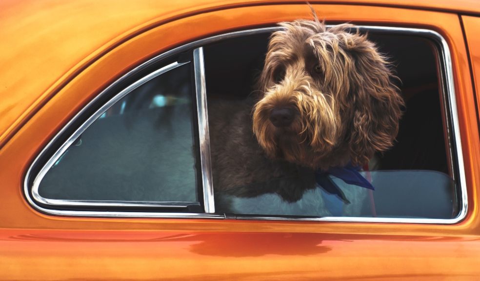 Top 10 tips on how to keep your dog safe and happy long car journeys.