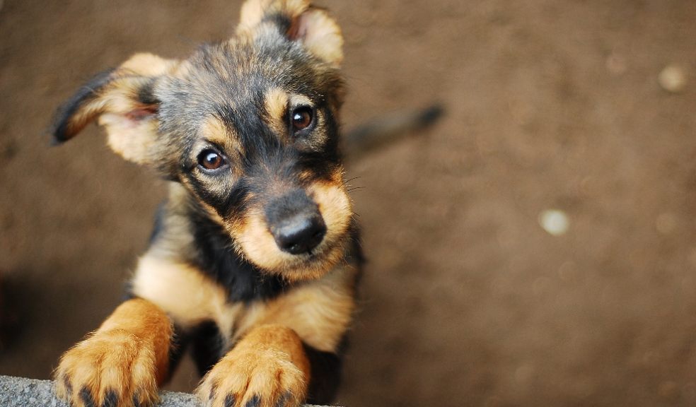 Dog's heart rates go up when they hear certain words