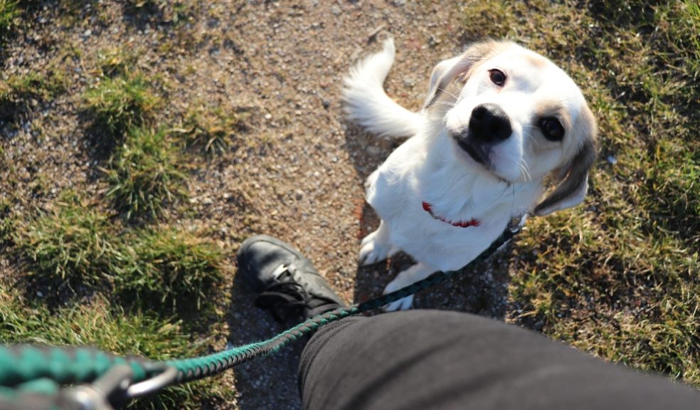 Pet owners are being warned to avoid common poisonous plants