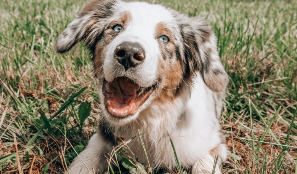 Hay fever sufferers are being warned their dogs could be bringing pollen into the home