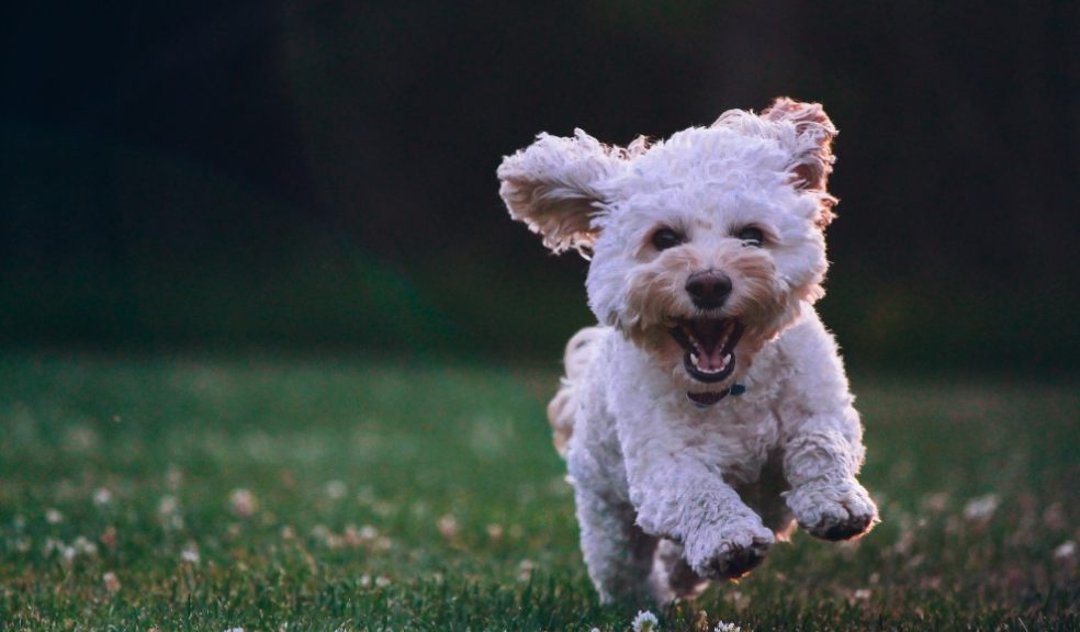 November is Adopt a Senior Pet Month