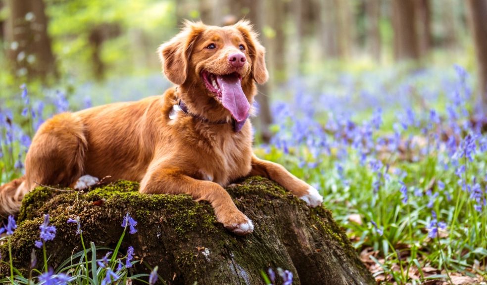 A rubbish collection company says that dog poo litter is up 200%